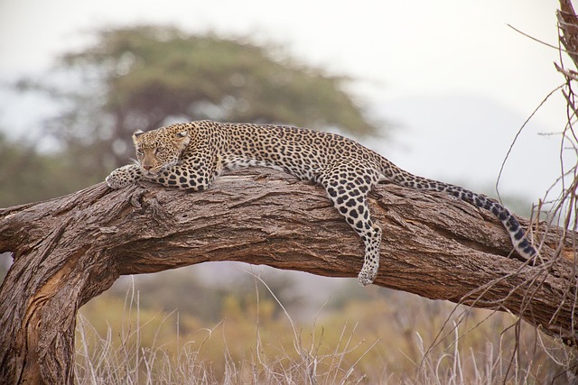 Africa Safari vs Beach Travel Which Is Better