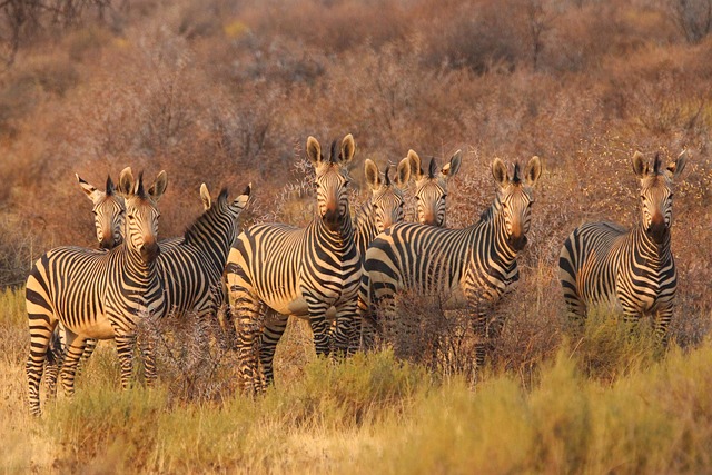 South Africa Safari Resorts Under $200 for Wildlife Experience