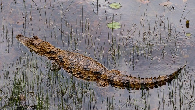 Which Costa Rica Villas Are Best for Nature Lovers